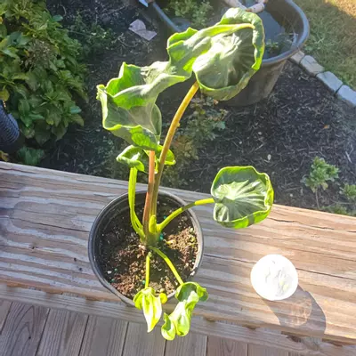 plant/Teletubbies Corms 20.00-3-thumbnail