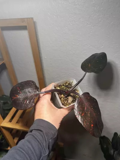 plant/Philodendron Orange Princess-1-thumbnail