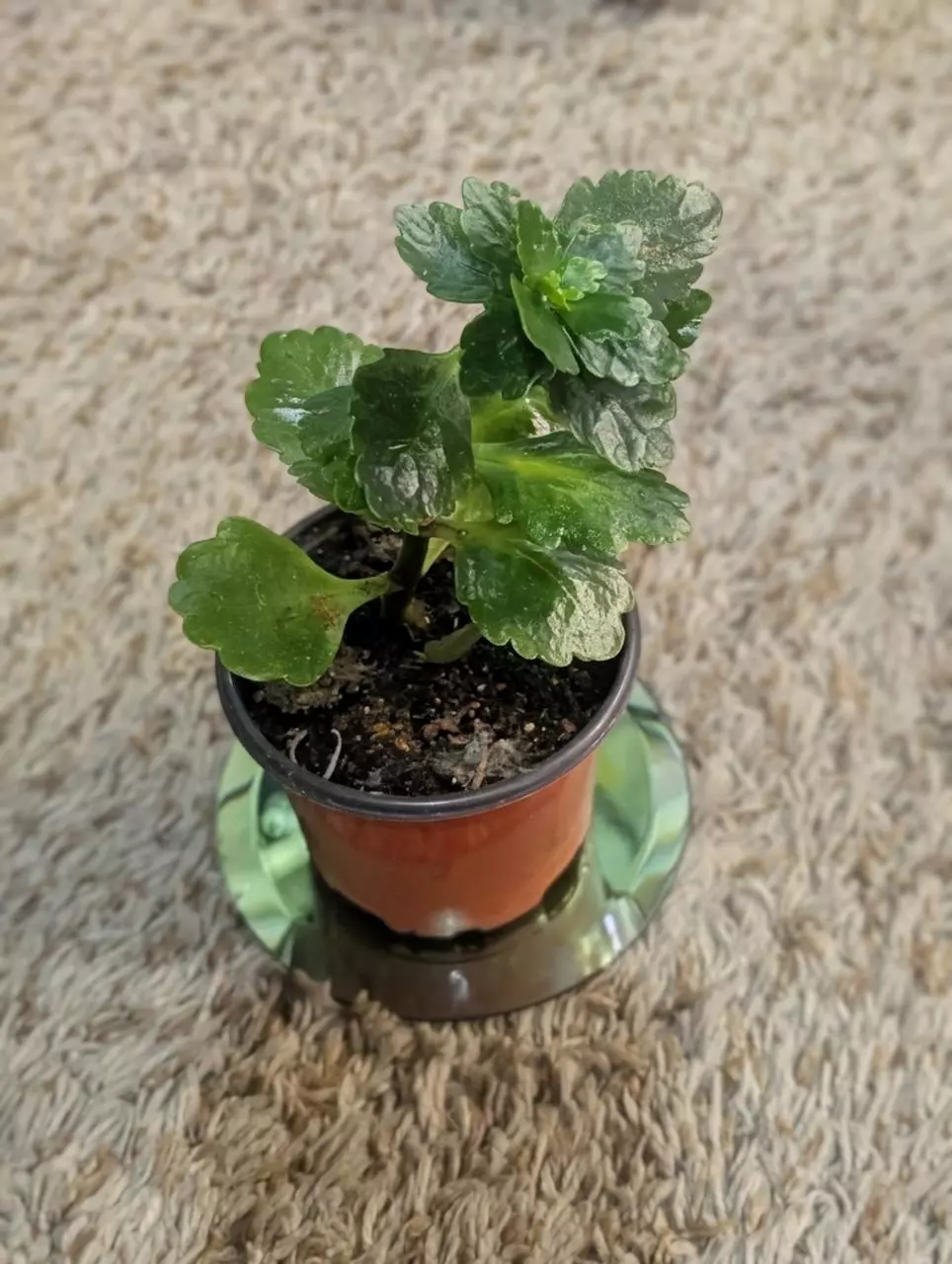 plant/Kalanchloe 4" #127-0