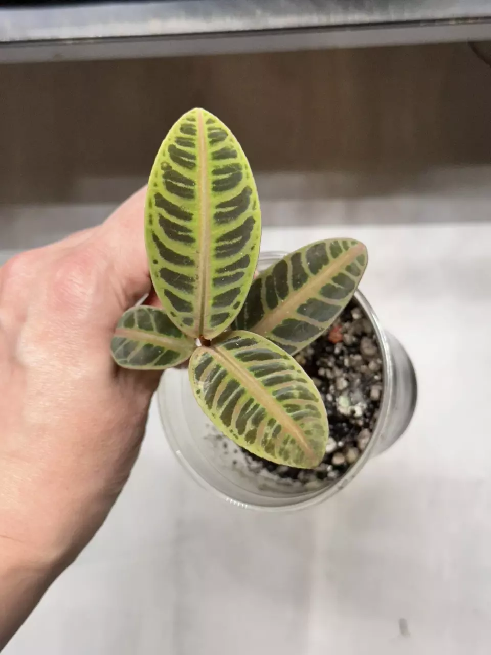 plant/Labisia Riau Pink-0