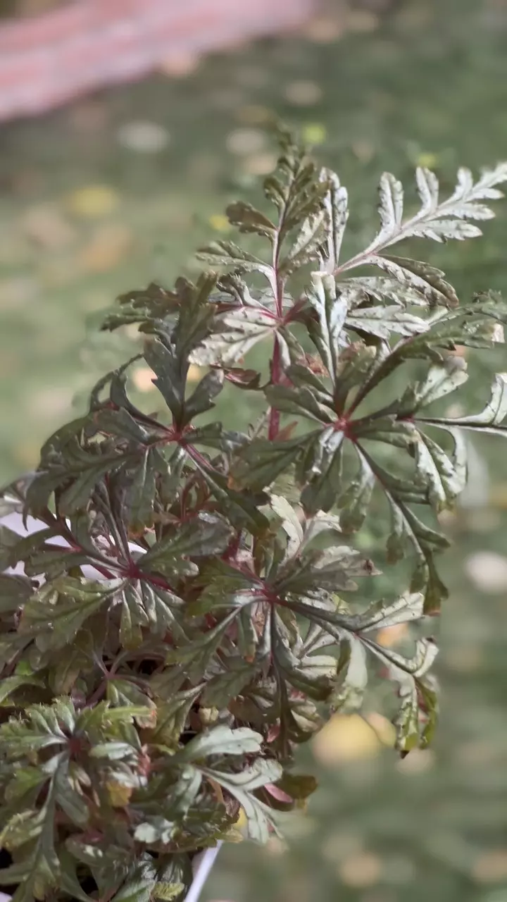plant/Dense and fern like Begonia Polilloensis-3