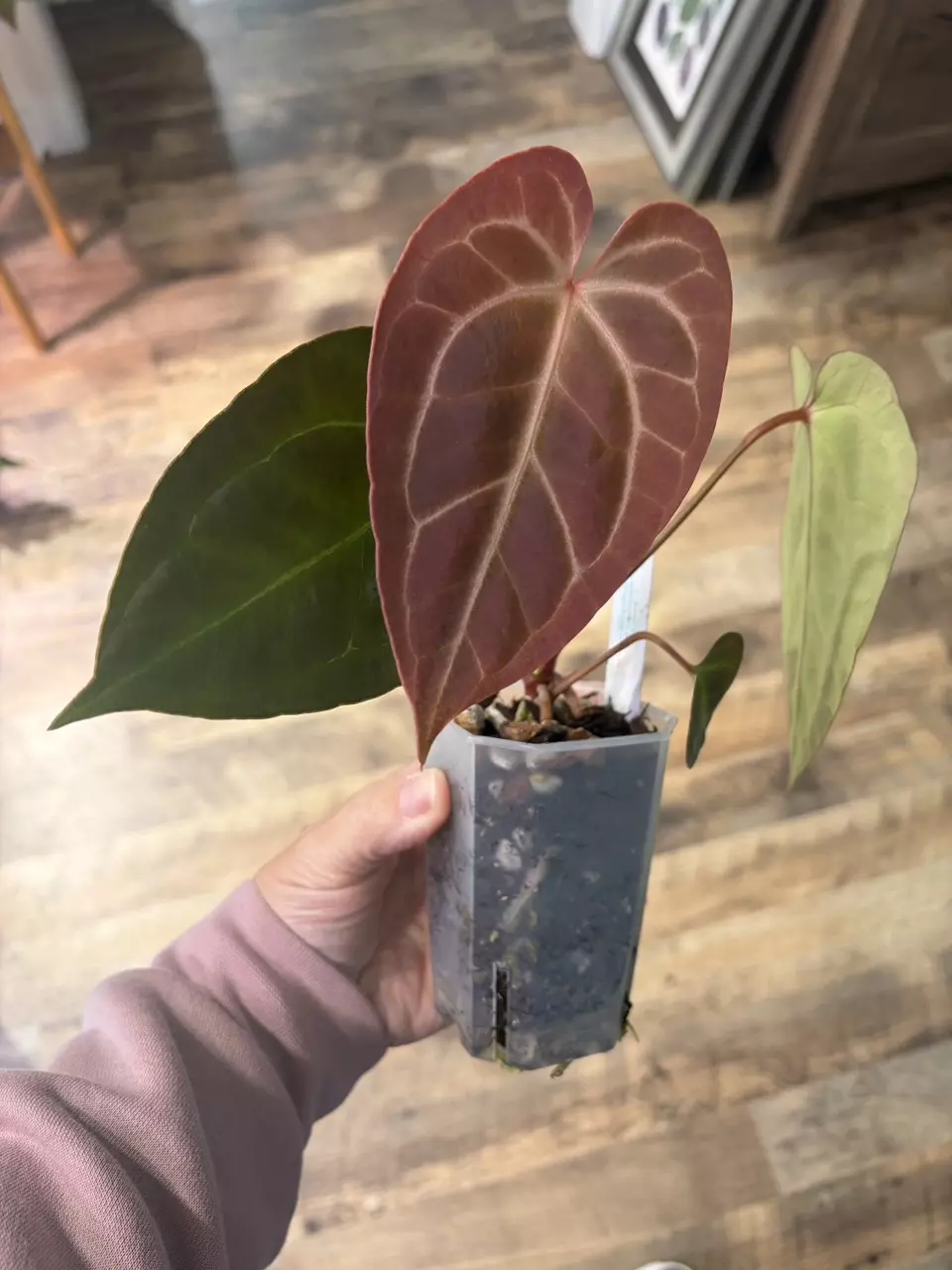 plant/Bess aff x ( AOS NOID x Red Crystal)-0