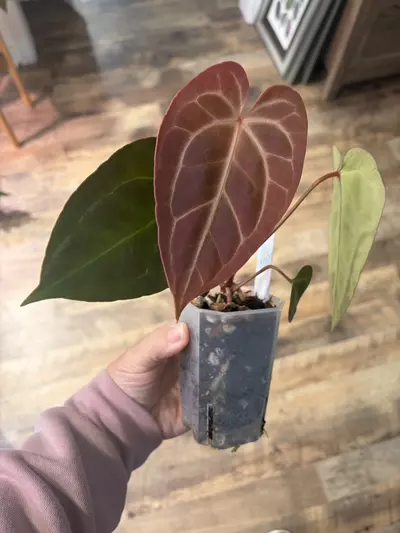 plant/Bess aff x ( AOS NOID x Red Crystal)-0-thumbnail