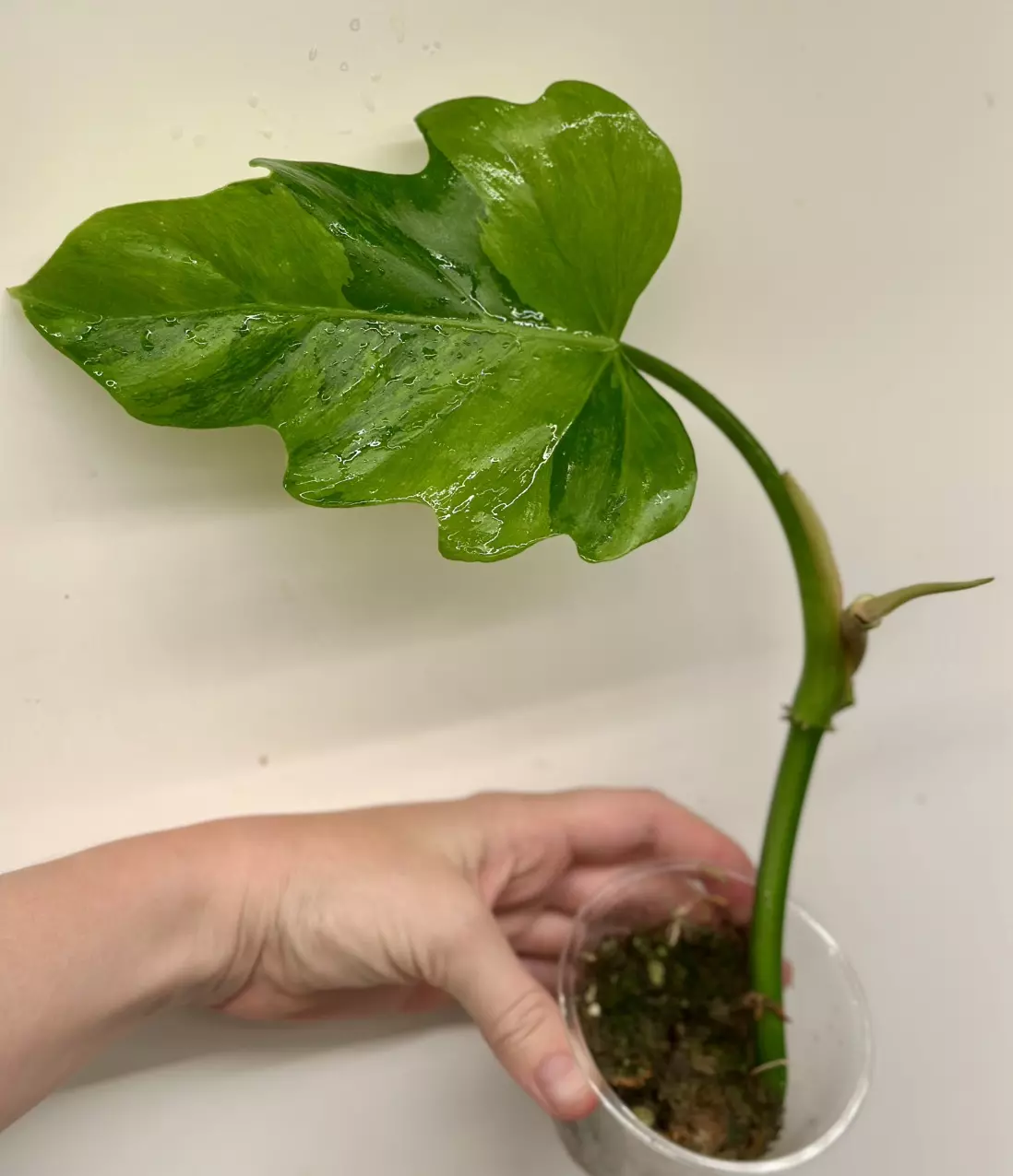 plant/Philodendron Radiatum Variegated-2