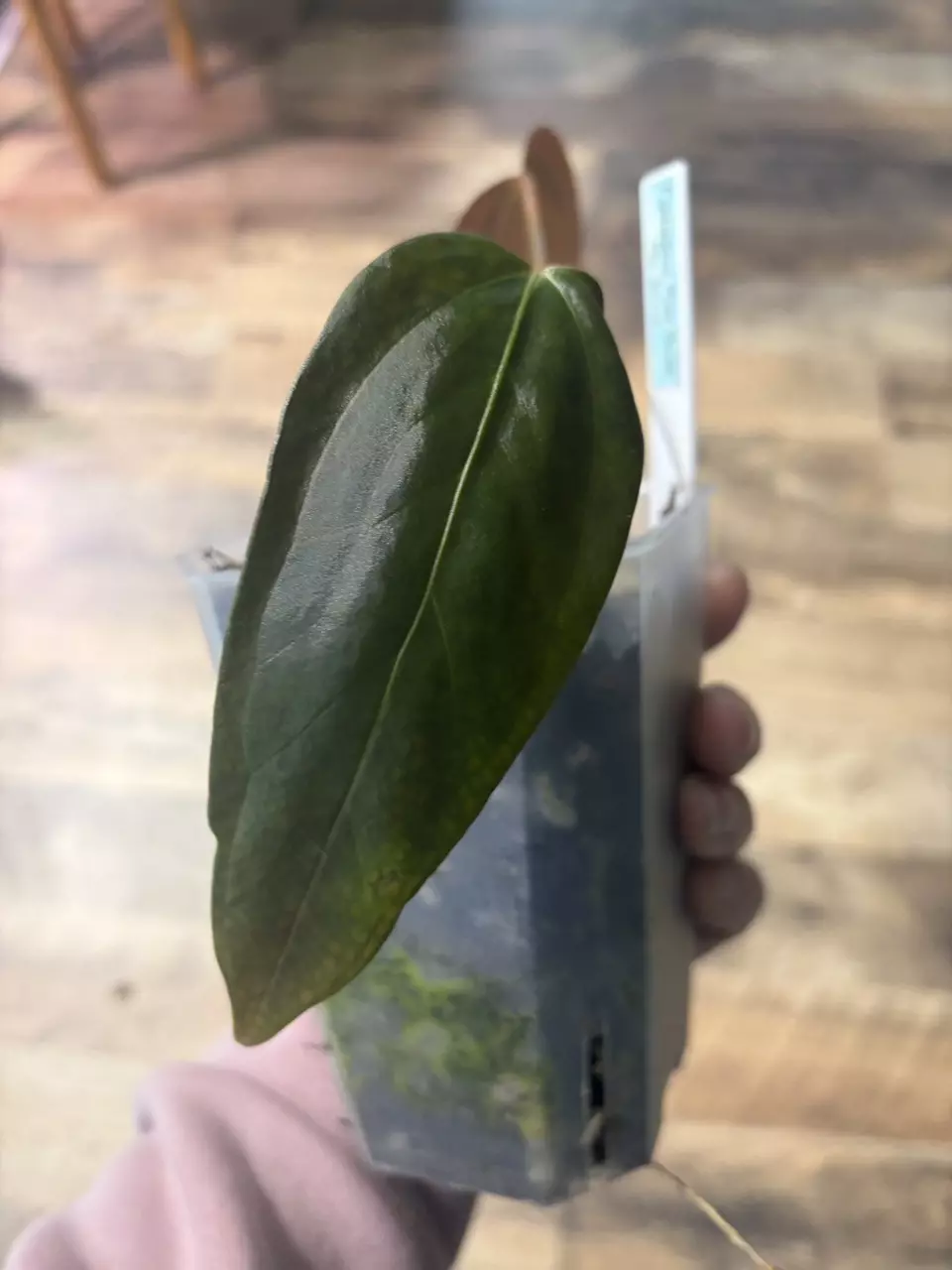 plant/Miss Universe-1