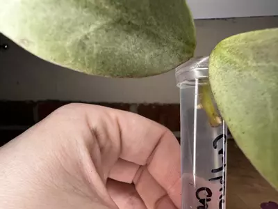 plant/Hoya Obscura ‘cryptic chrome’ purchased from UPT-1-thumbnail