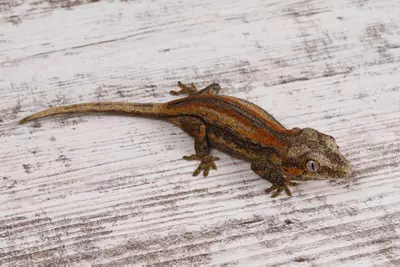 plant/BoNa0425-0-thumbnail