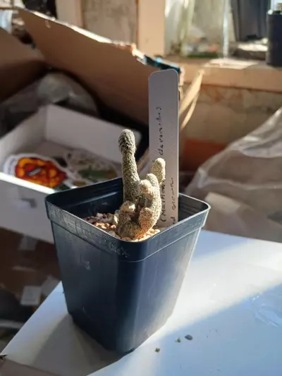 plant/Puna Clavarioides-0-thumbnail