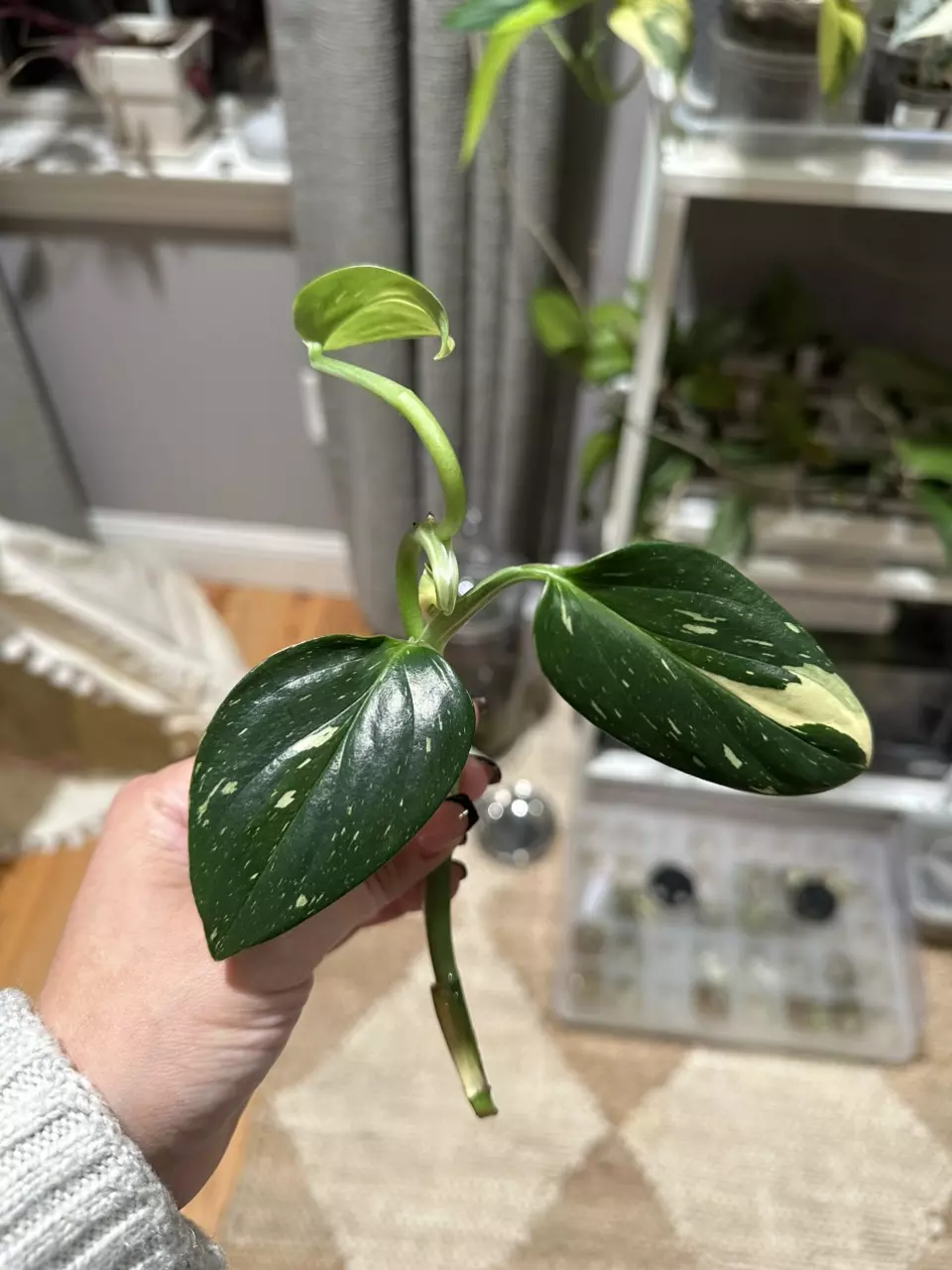 plant/Standleyana Variegated-0