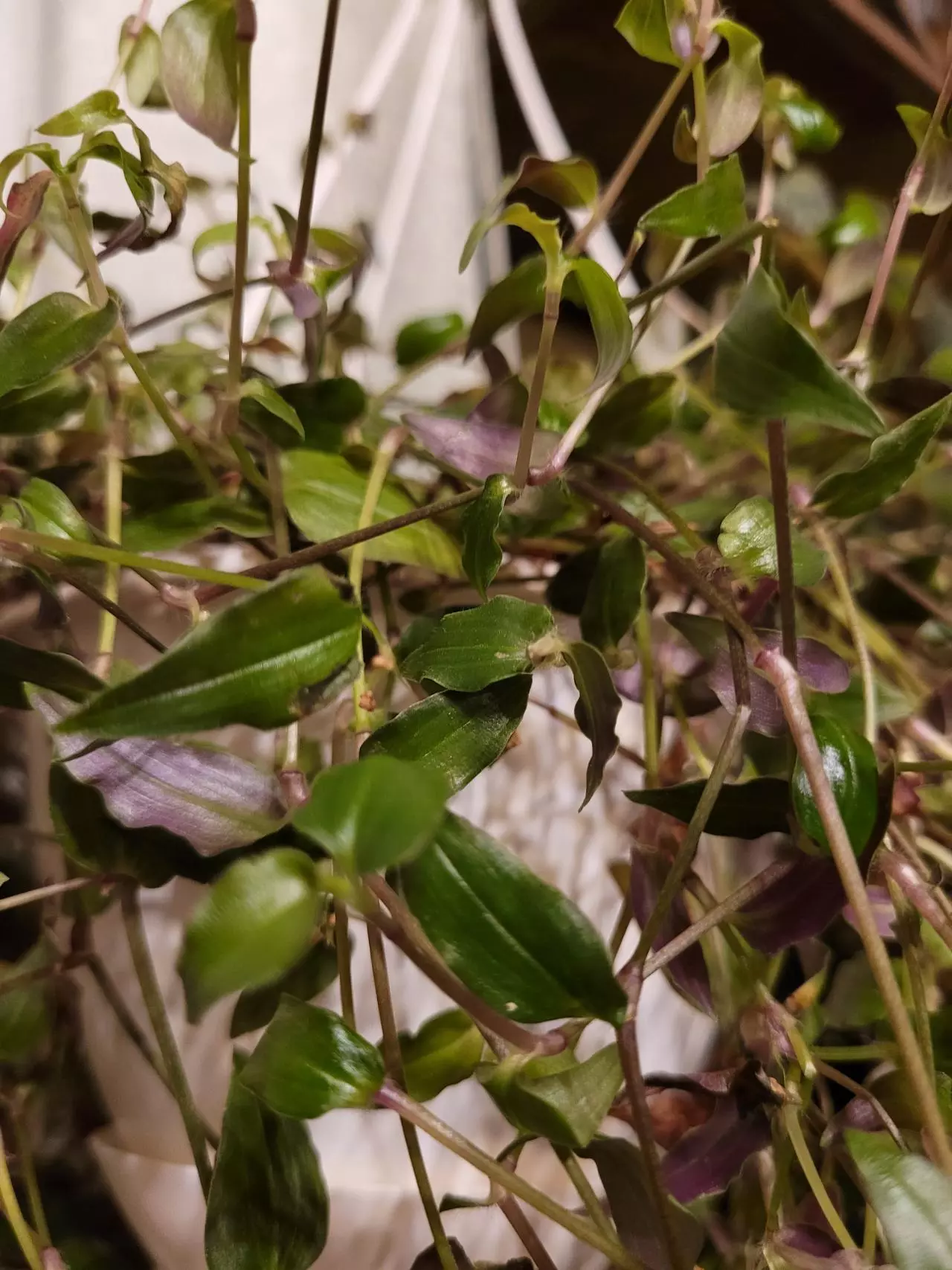 plant/Tahitian Bridal Veil (Gibasis Pellucida) FRESH CUTTINGS 6ea-1