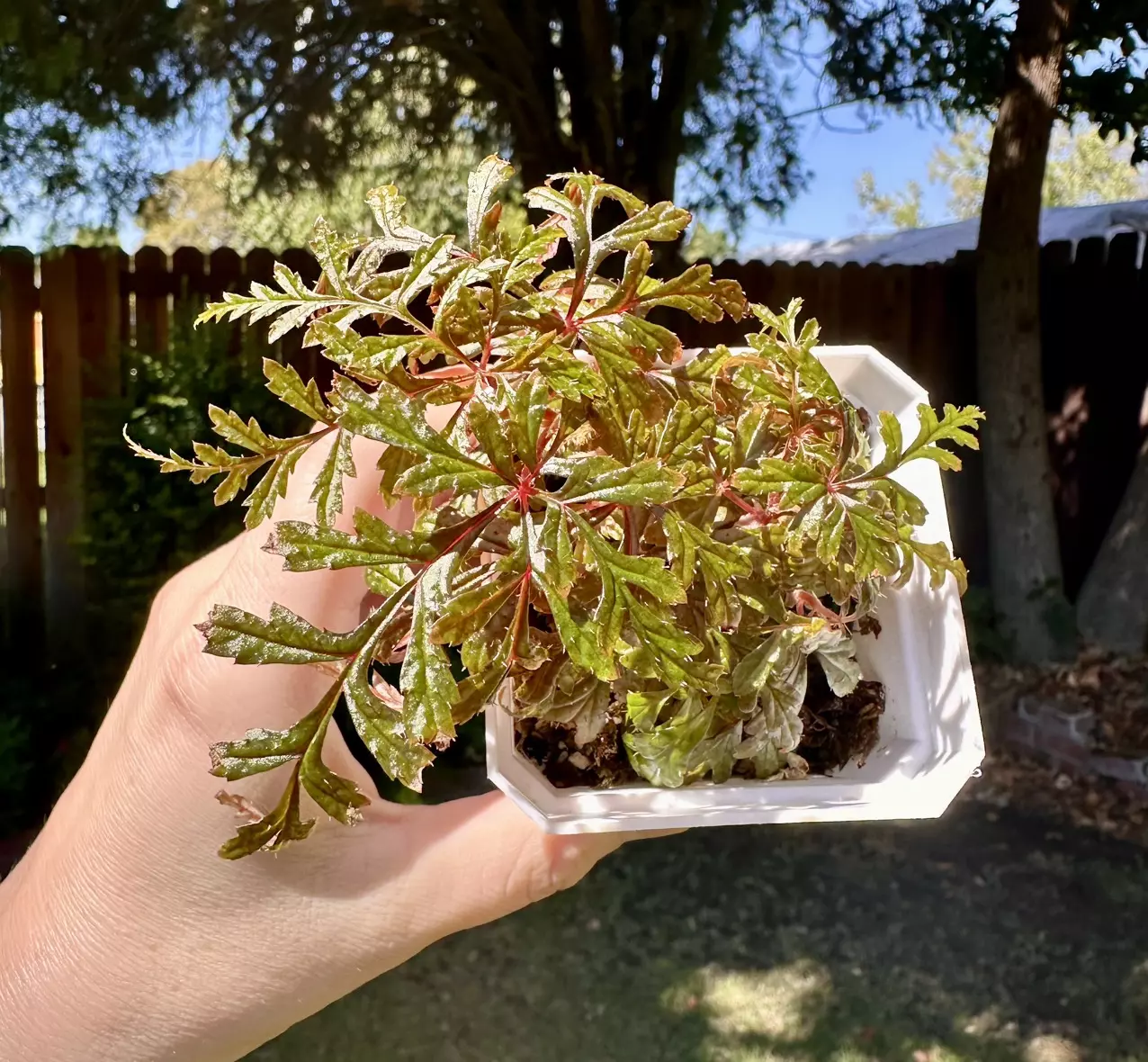 plant/Dense and fern like Begonia Polilloensis-0