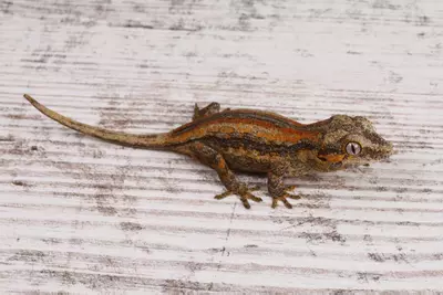 plant/BoNa0425-2-thumbnail