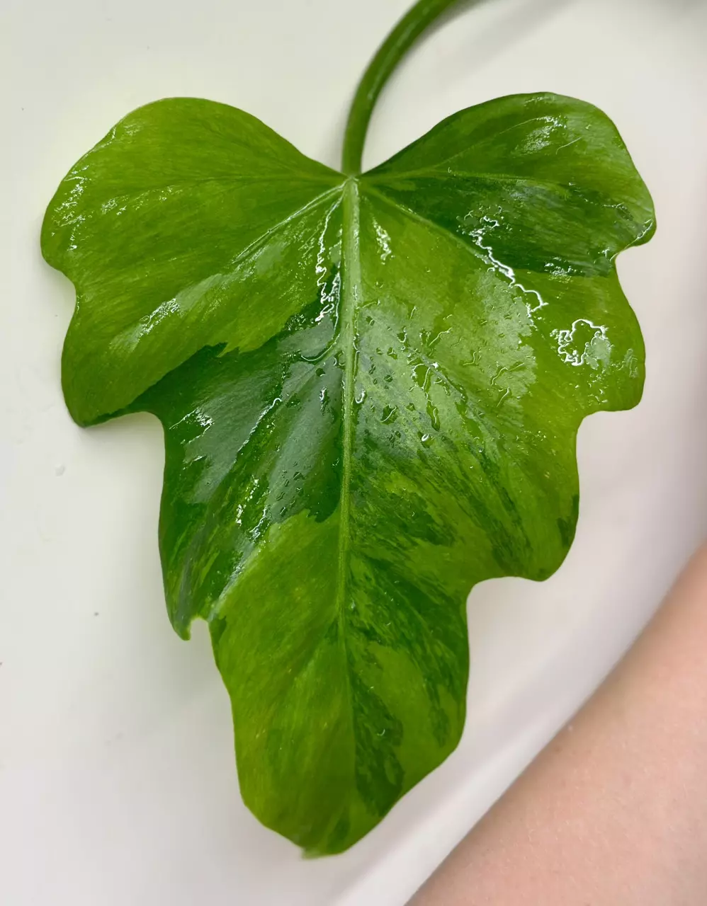 plant/Philodendron Radiatum Variegated-0