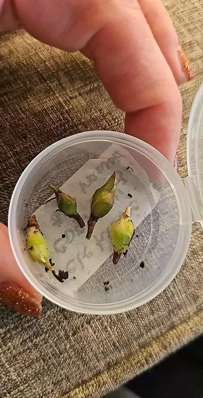 plant/Teletubbies Corms 20.00-2-thumbnail