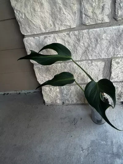 plant/Monster Burle Marx Flame-2-thumbnail