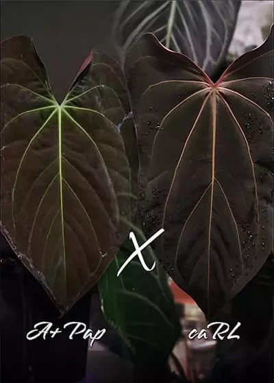 plant/Papi A+ x caRL-0-thumbnail