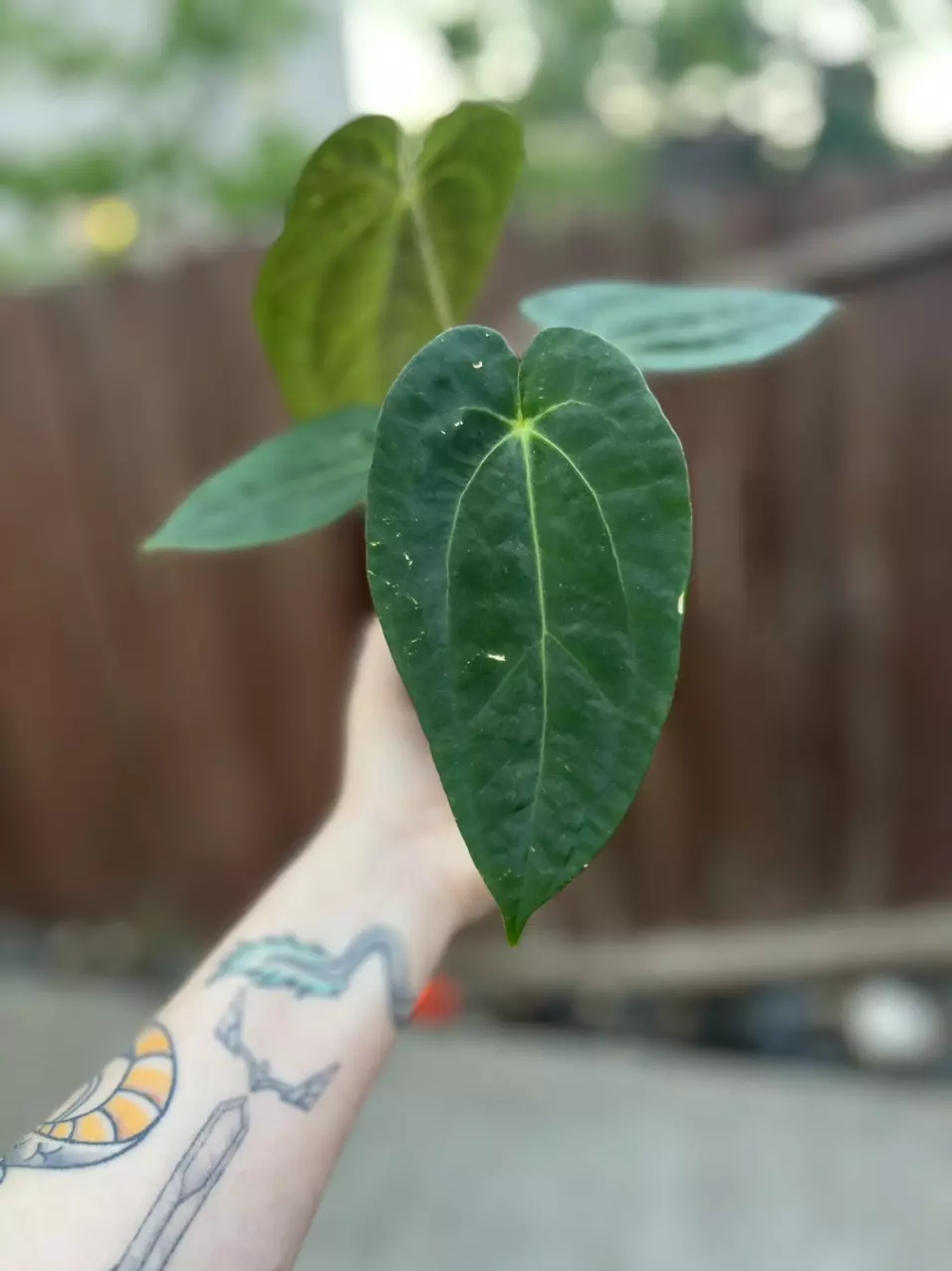 plant/Anthurium Pap x Doc Block Linage-4