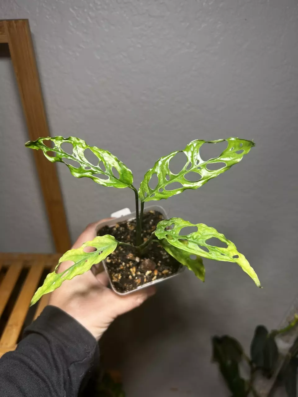 plant/Monstera Obliqua Peru-0