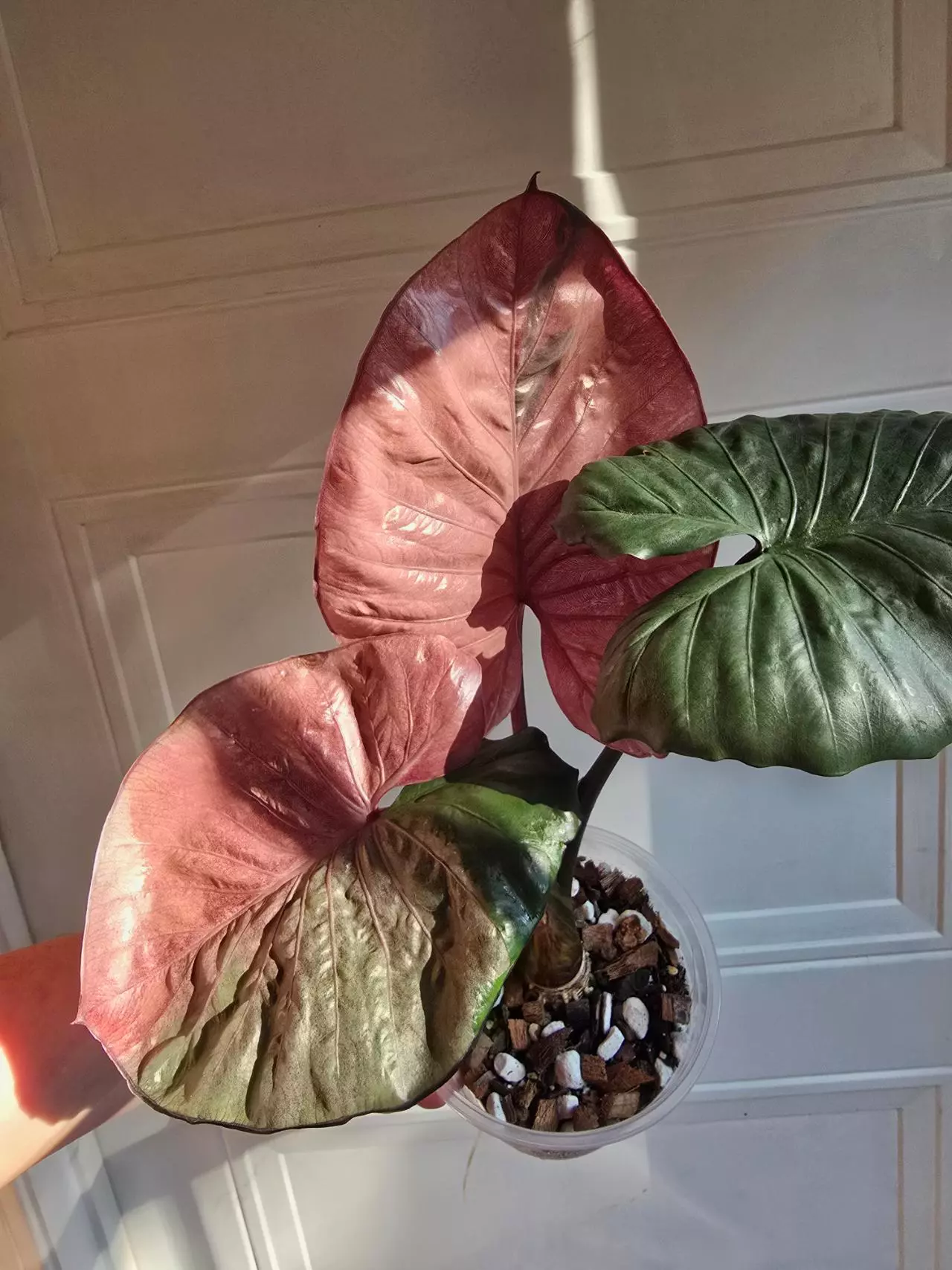 plant/Alocasia Pink Serendipity corm from highly variegated mama plant.-0