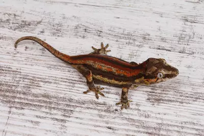 plant/BoPe0425-2-thumbnail