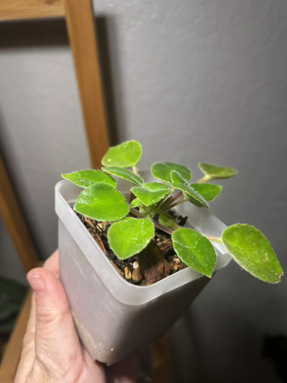 plant/Deinostigma Tamiana-1