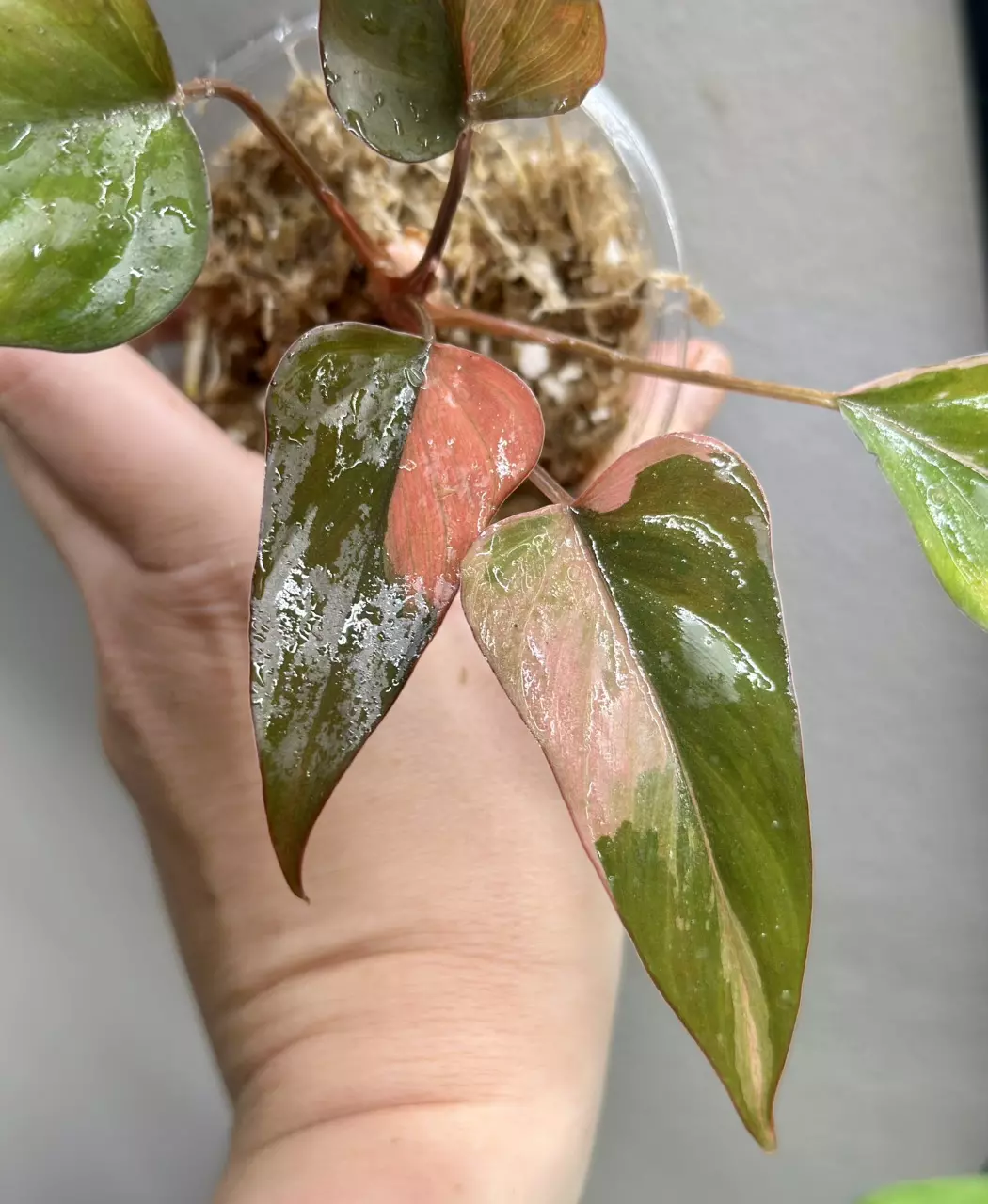 plant/Homalomena Pink Diamond Pup-4