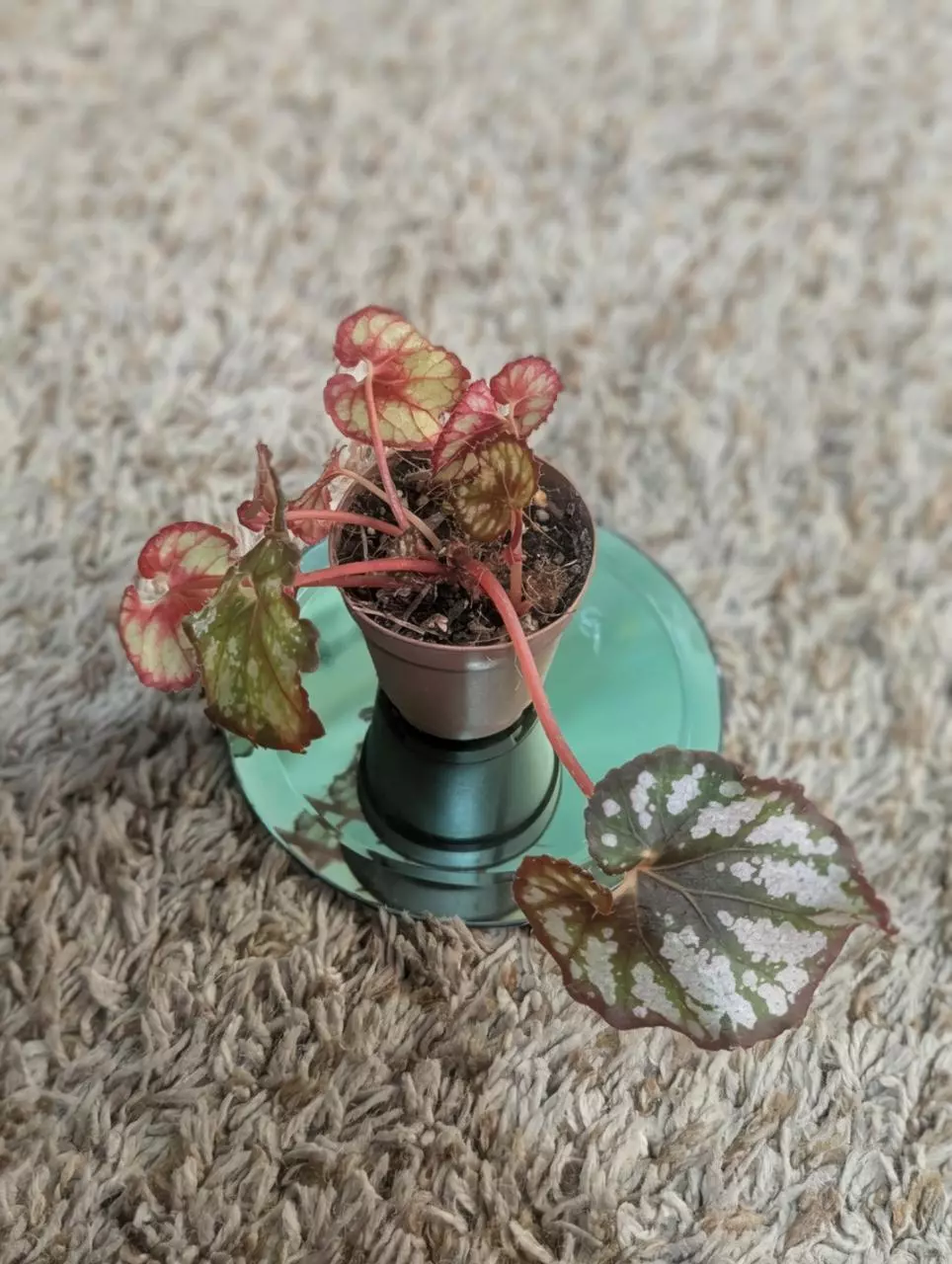 plant/Begonia Rex NOID (Cumbia?) #192-1