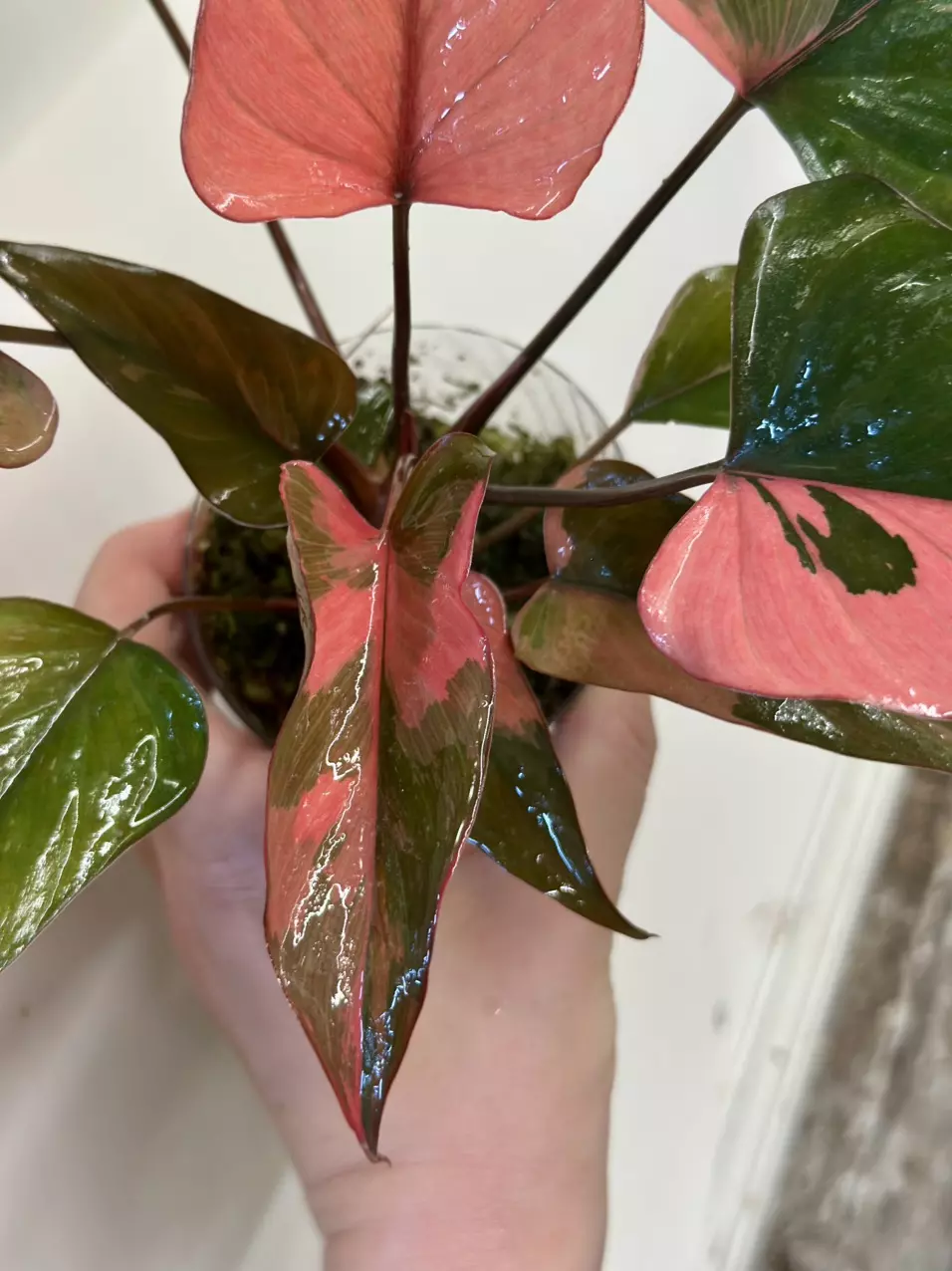 plant/Homalomena Pink Diamond Pup-0