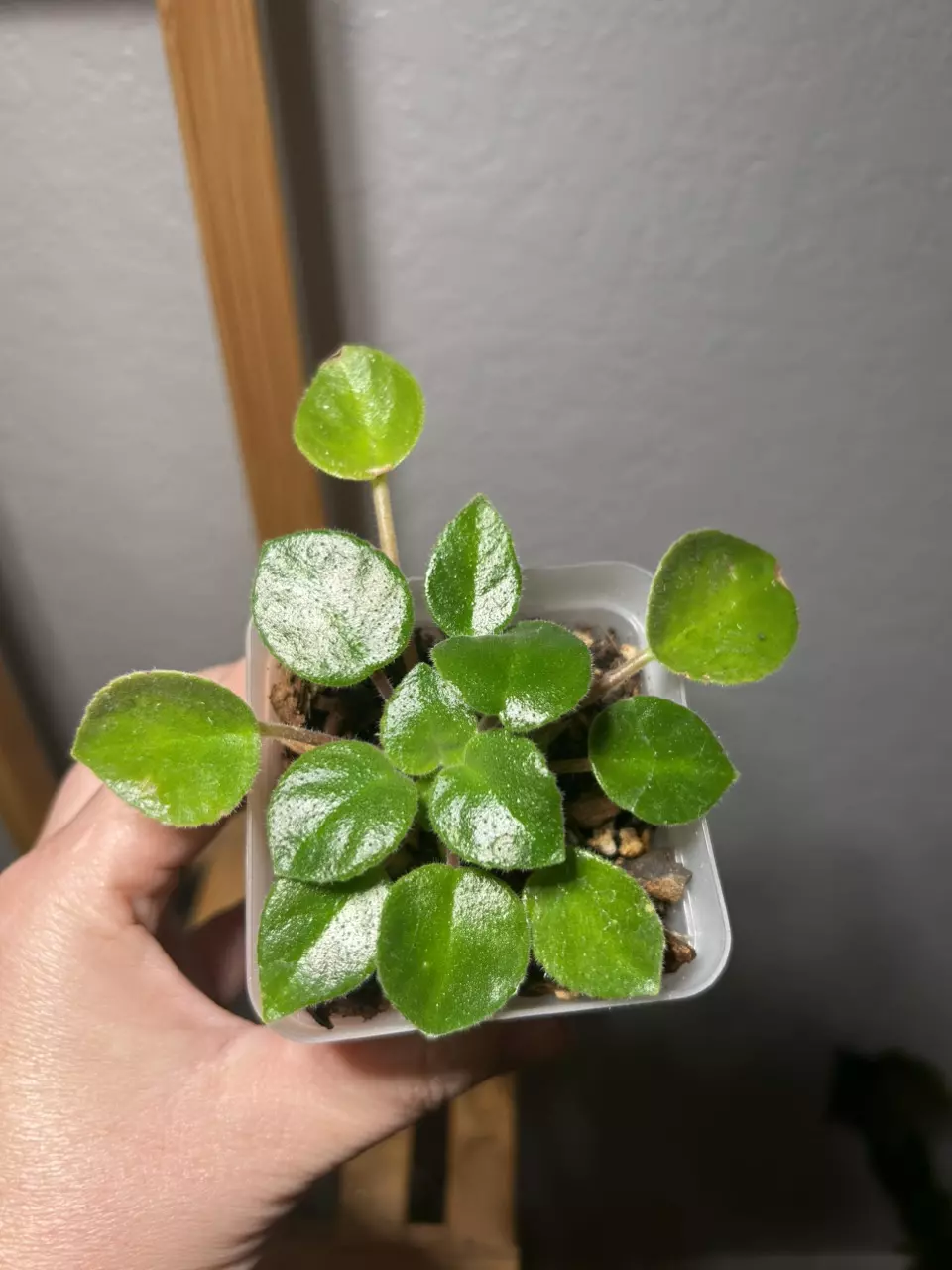 plant/Deinostigma Tamiana-0