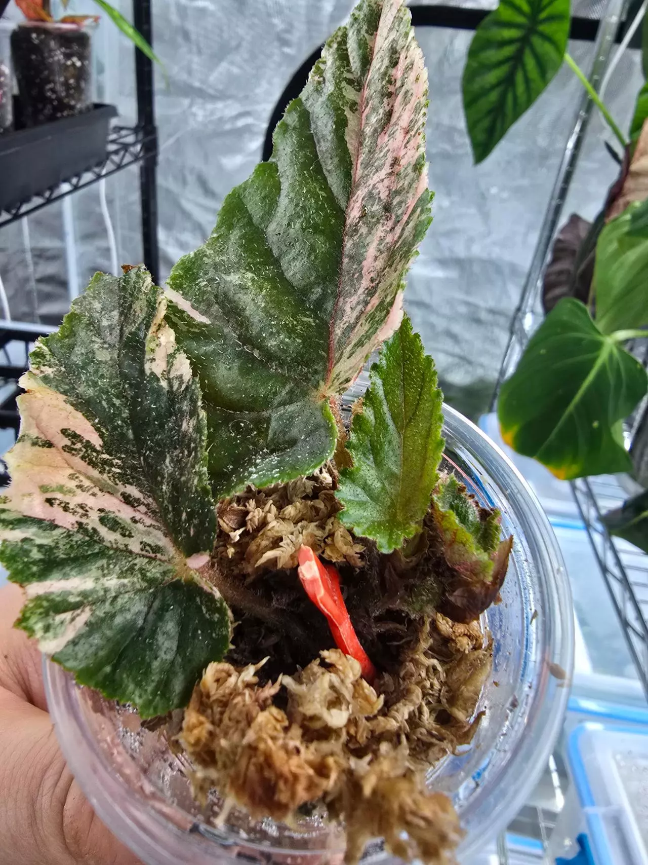 plant/Begonia Ginny Galaxy high variegation-1