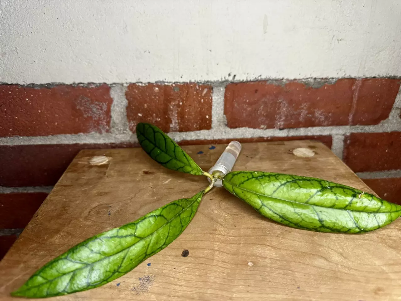 plant/Hoya cv. Nui x Seed-0