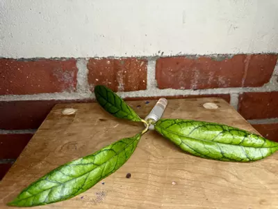 plant/Hoya cv. Nui x Seed-0-thumbnail