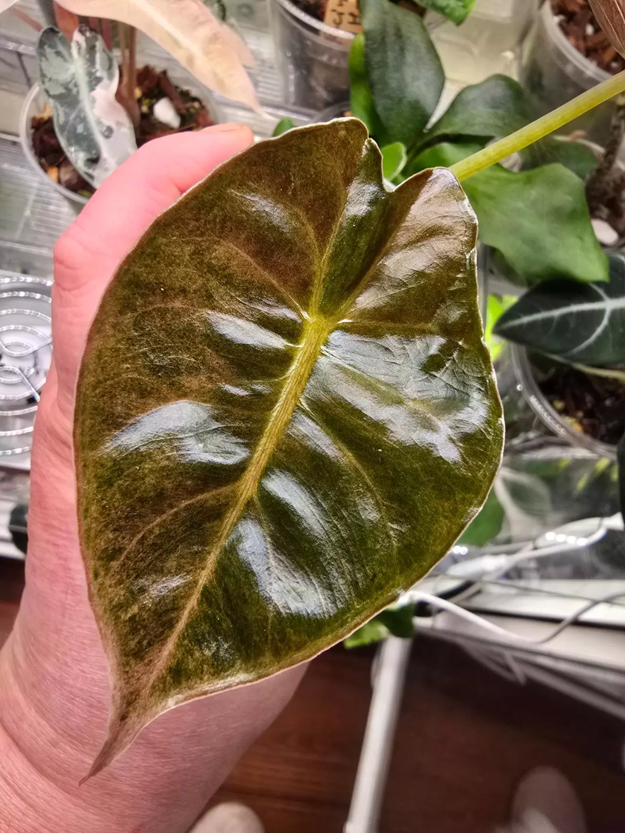 plant/Alocasia Golden Bone Pink Splash - One Corm. Shipping via UPS. I ship packages-0