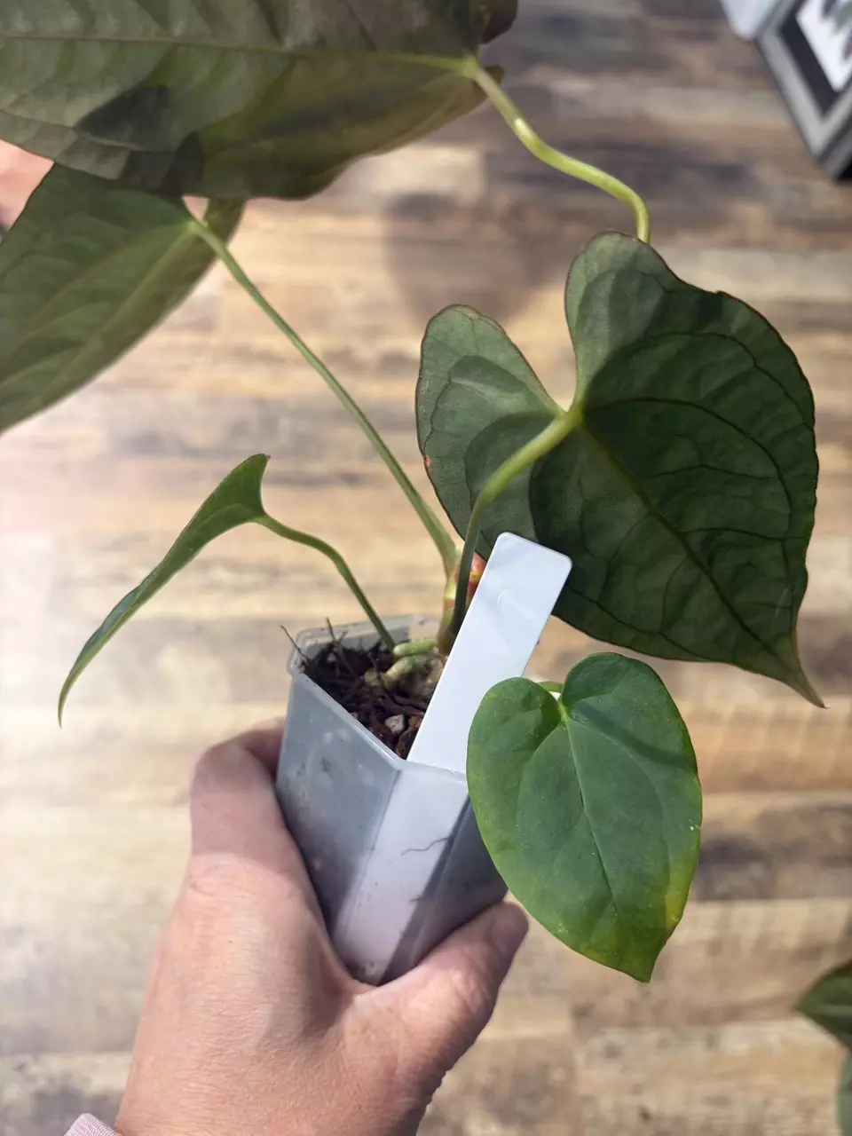 plant/Dark Phoenix x NSE Port-2