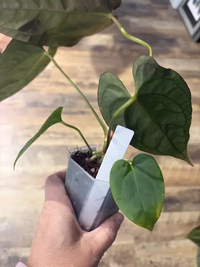 plant/Dark Phoenix x NSE Port-2-thumbnail