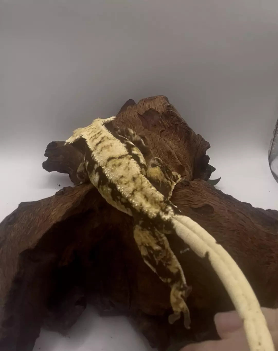 plant/Nika - Proven Tri-Color Drippy Harlequin Female-1