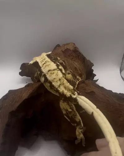 plant/Nika - Proven Tri-Color Drippy Harlequin Female-1-thumbnail