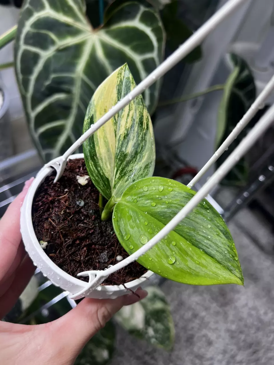 plant/Scindapsus Rubicon 3” Hanging Basket-0