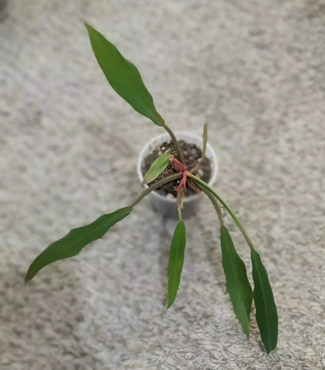 plant/Reverted Philodendron Caramel Marble #198-0