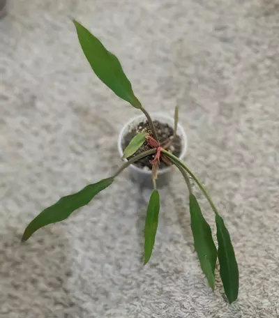 plant/Reverted Philodendron Caramel Marble #198-0-thumbnail