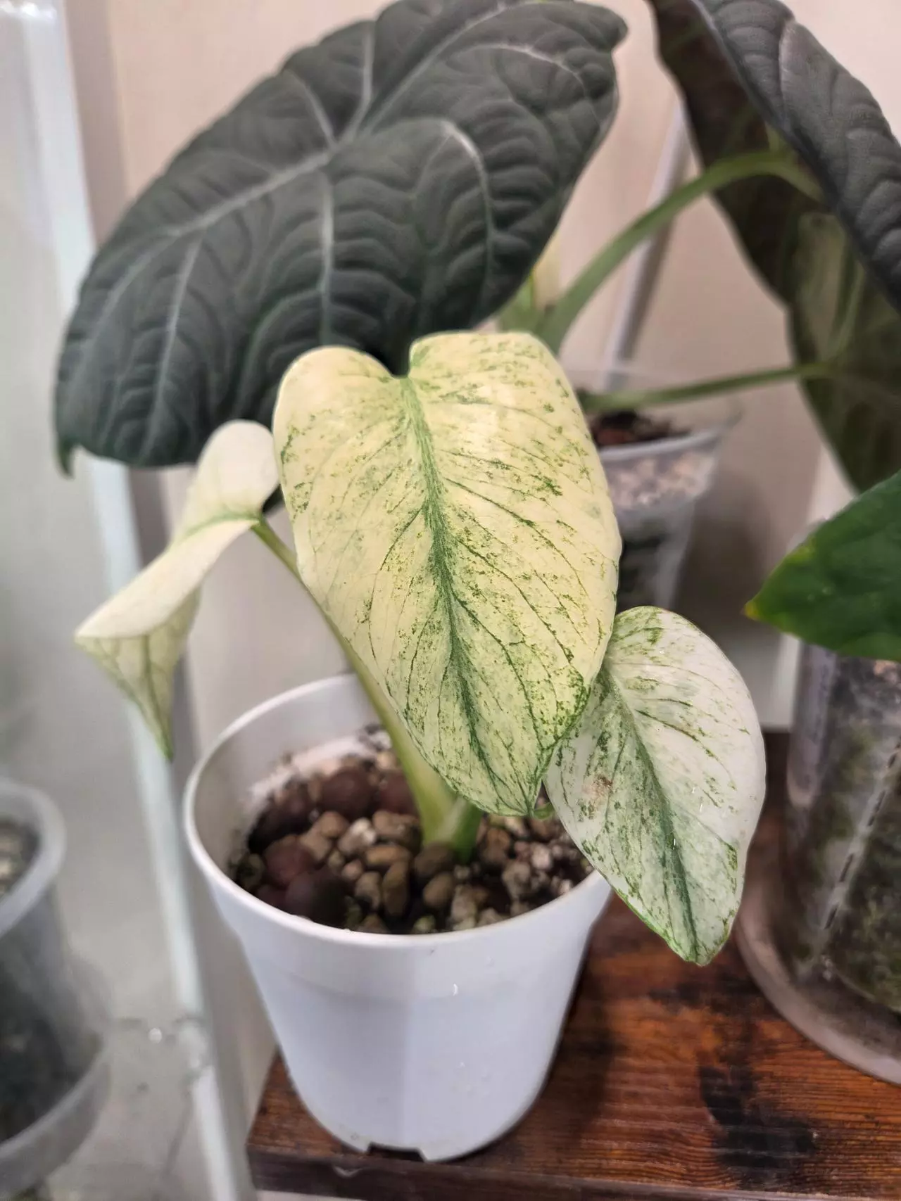 plant/Monstera White Monster-0