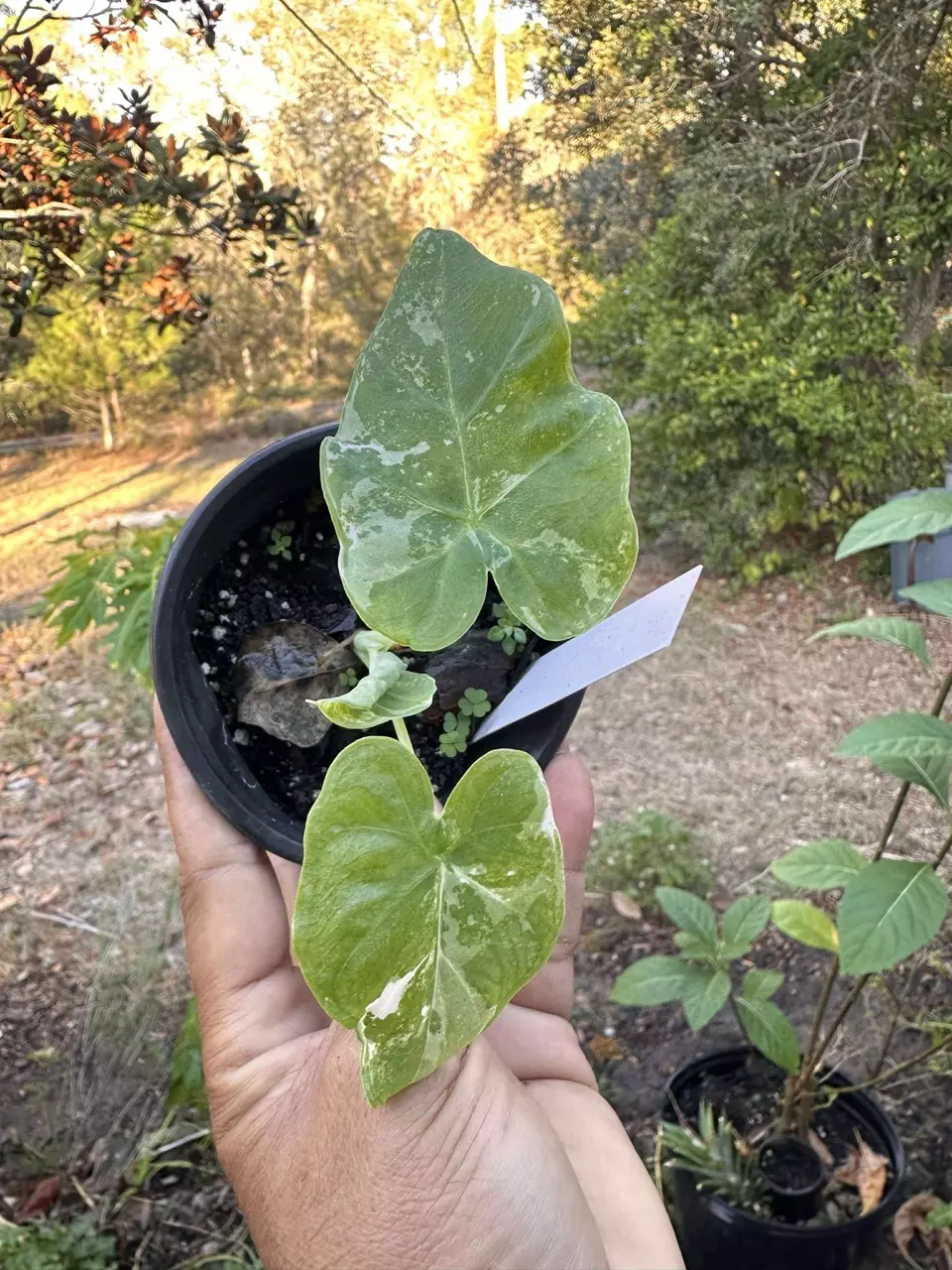 plant/Leucocasia Aurea and Wagyu-2