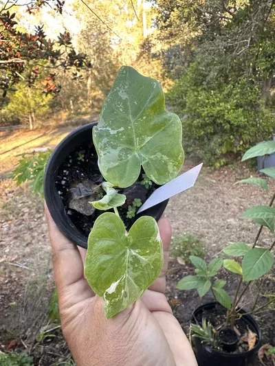 plant/Leucocasia Aurea and Wagyu-2-thumbnail