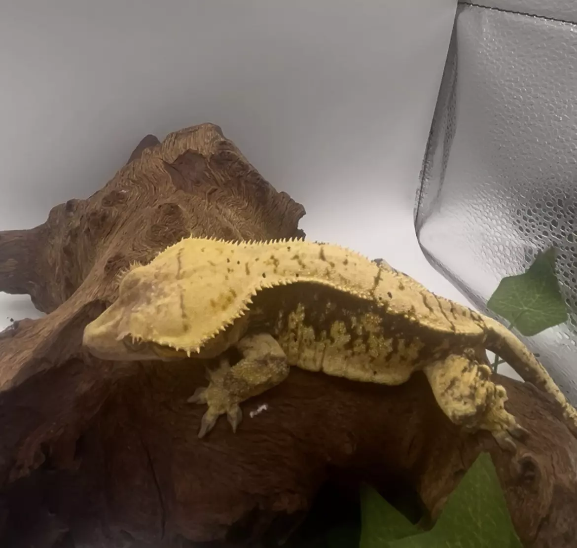 plant/Diva - RTB Bright Yellow And Dark Base Harlequin-1