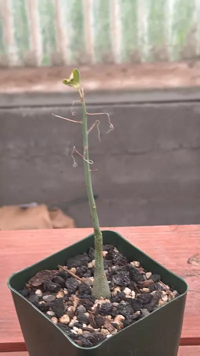 plant/Ps353 Adenia spinosa-0-thumbnail