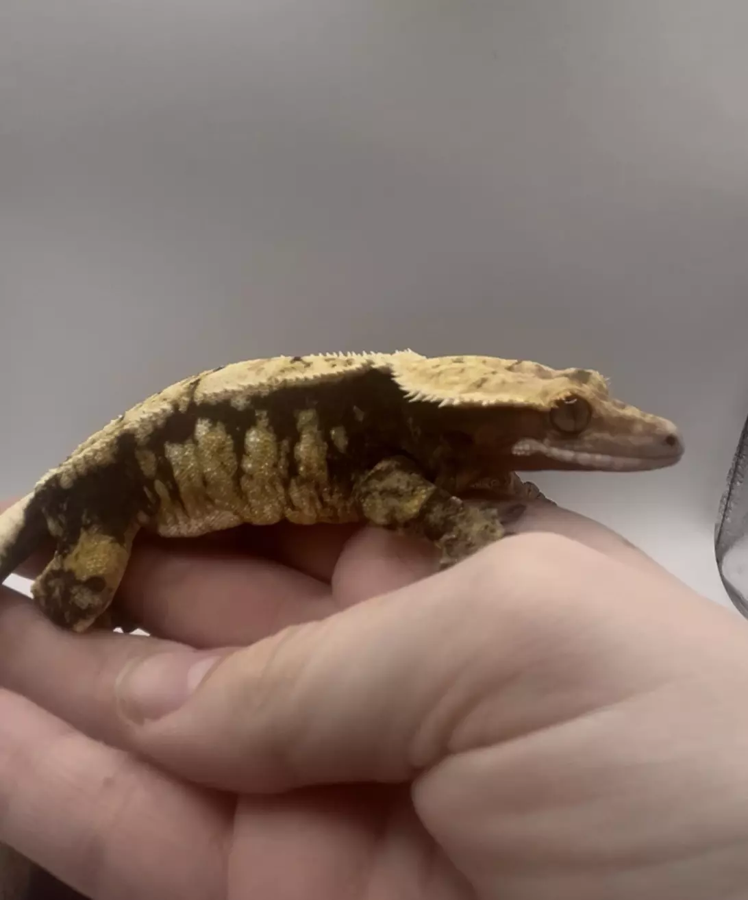 plant/Nika - Proven Tri-Color Drippy Harlequin Female-3