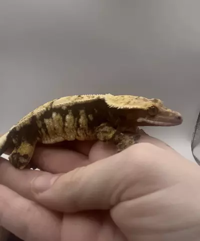 plant/Nika - Proven Tri-Color Drippy Harlequin Female-3-thumbnail