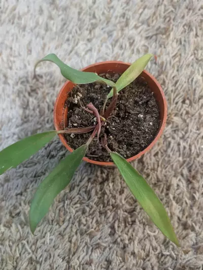 plant/Reverted Philodendron Caramel Marble #199-2-thumbnail