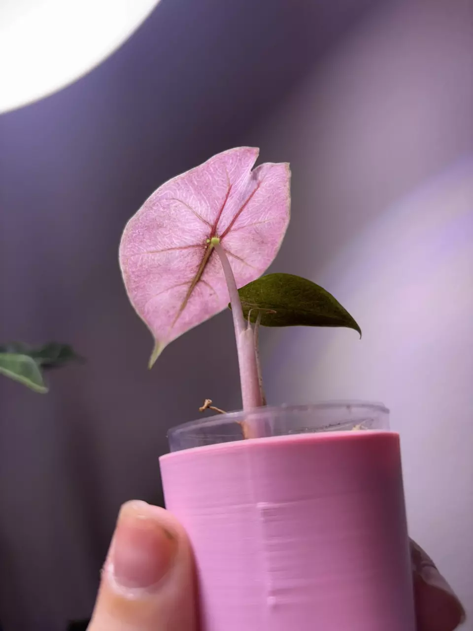 plant/✨Alocasia Pink Dragon Silver✨-1