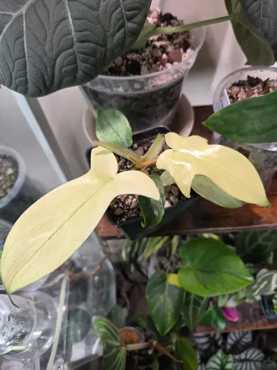 plant/Philodendron Florida Ghost-0-thumbnail